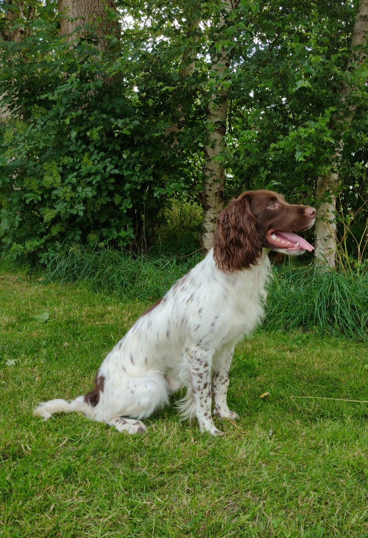 Genesis Ghillie Of A Quiet Spot
