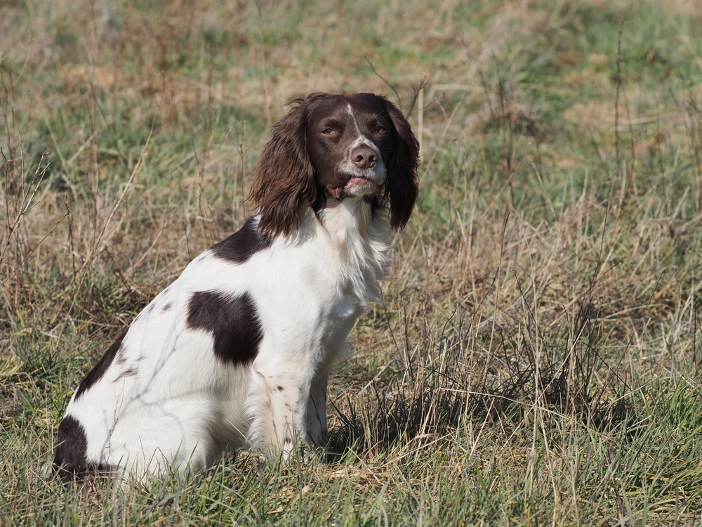 Lewis Of The Spring Cottage "Pip"