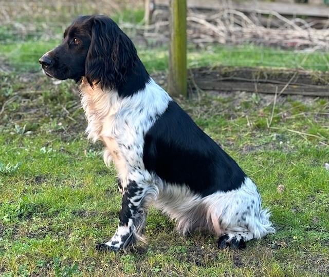 Joep Of Royal Pleasure