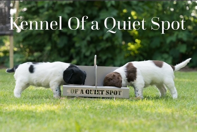 Of a Quiet Spot